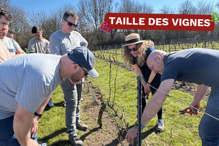 TAILLE DES VIGNES
