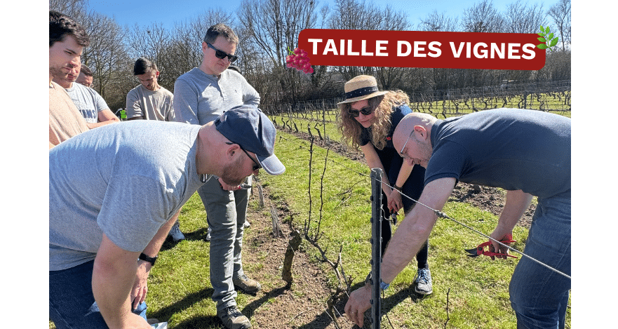 TAILLE DES VIGNES